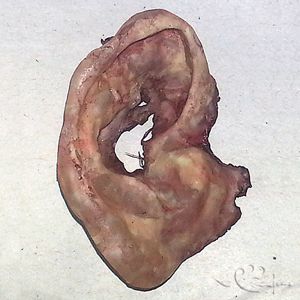 DFTH-Cooked-Severed-Ear-Prop-Page